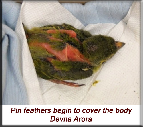 Devna Arora - Pin feathers begin to cover the body